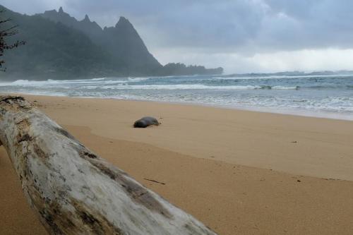 A Hawaiian Monk Seal steps away from the house